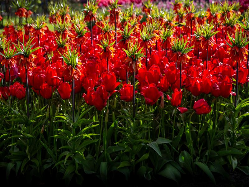 Keukenhof Gardens